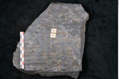 Foto (Detailansicht) von Sigillaria reniformis Brongniart (NHMW-GEO-2024-0188-11084)